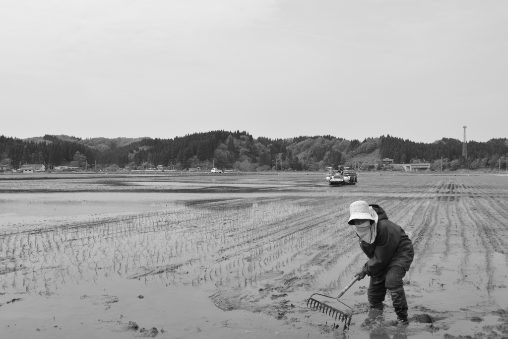 田植え