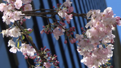 Sakura near company took in lunchtime 