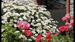 窓前の花