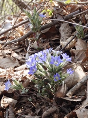 山で見つけた青い花