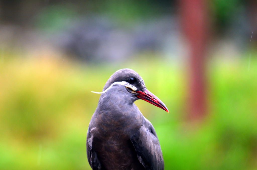 鳥さん7