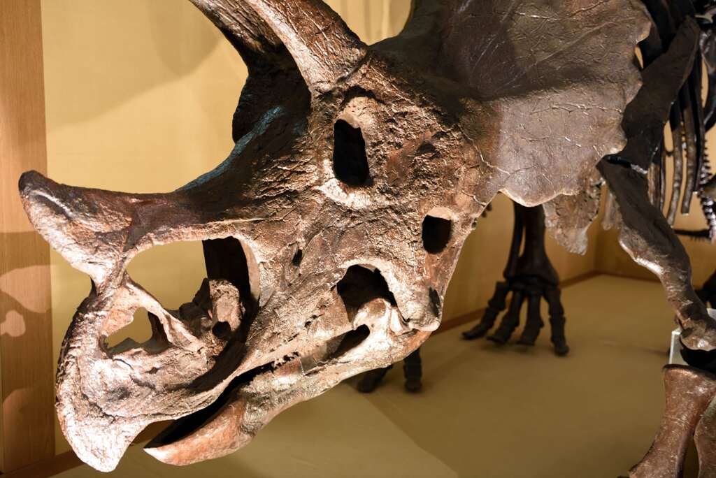 恐竜4