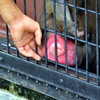 動物たち