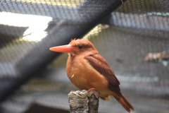 綺麗な鳥ではないけれど