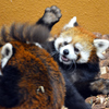動物たち