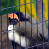 動物たち
