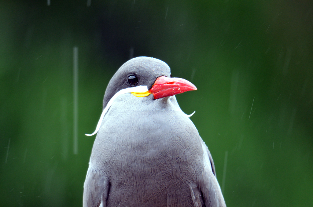 鳥さん6