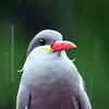 鳥さん6