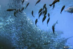 仙台うみの杜水族館