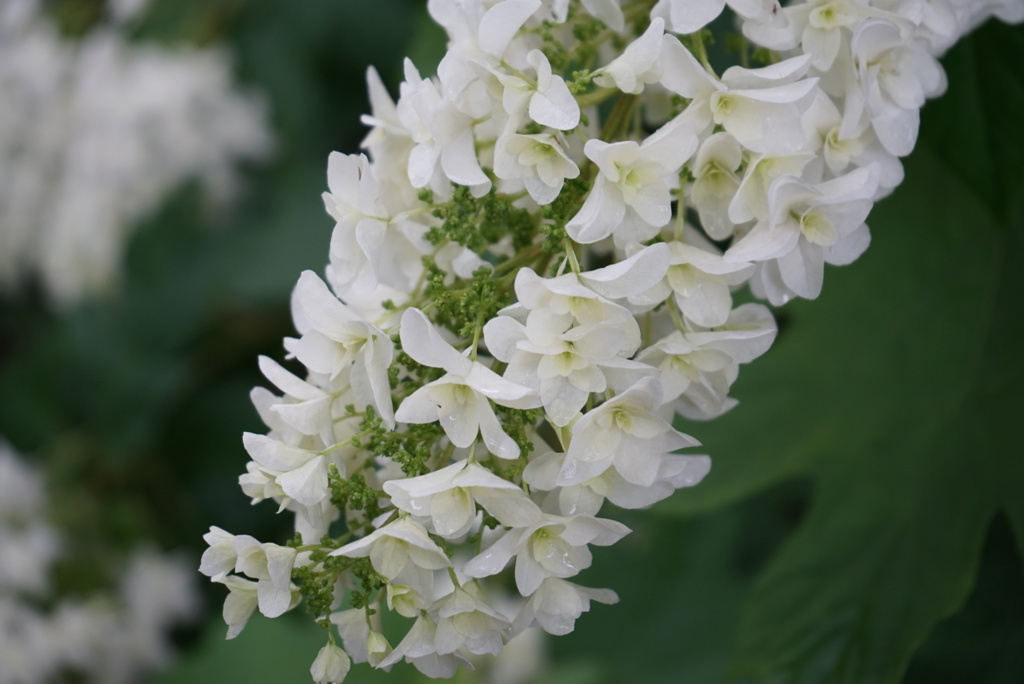 ジューンブライド