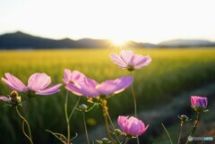 金色の稲穂と秋桜