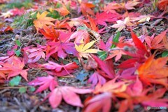 イロハモミジ