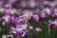花菖蒲