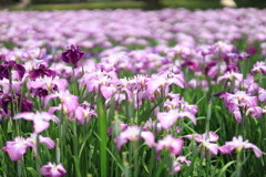 花菖蒲の海