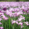 花菖蒲の海
