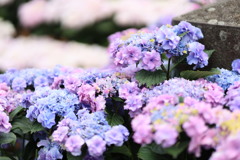 長崎の紫陽花