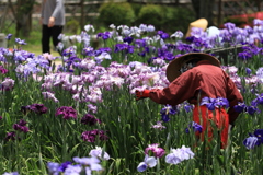 花菖蒲