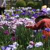 花菖蒲