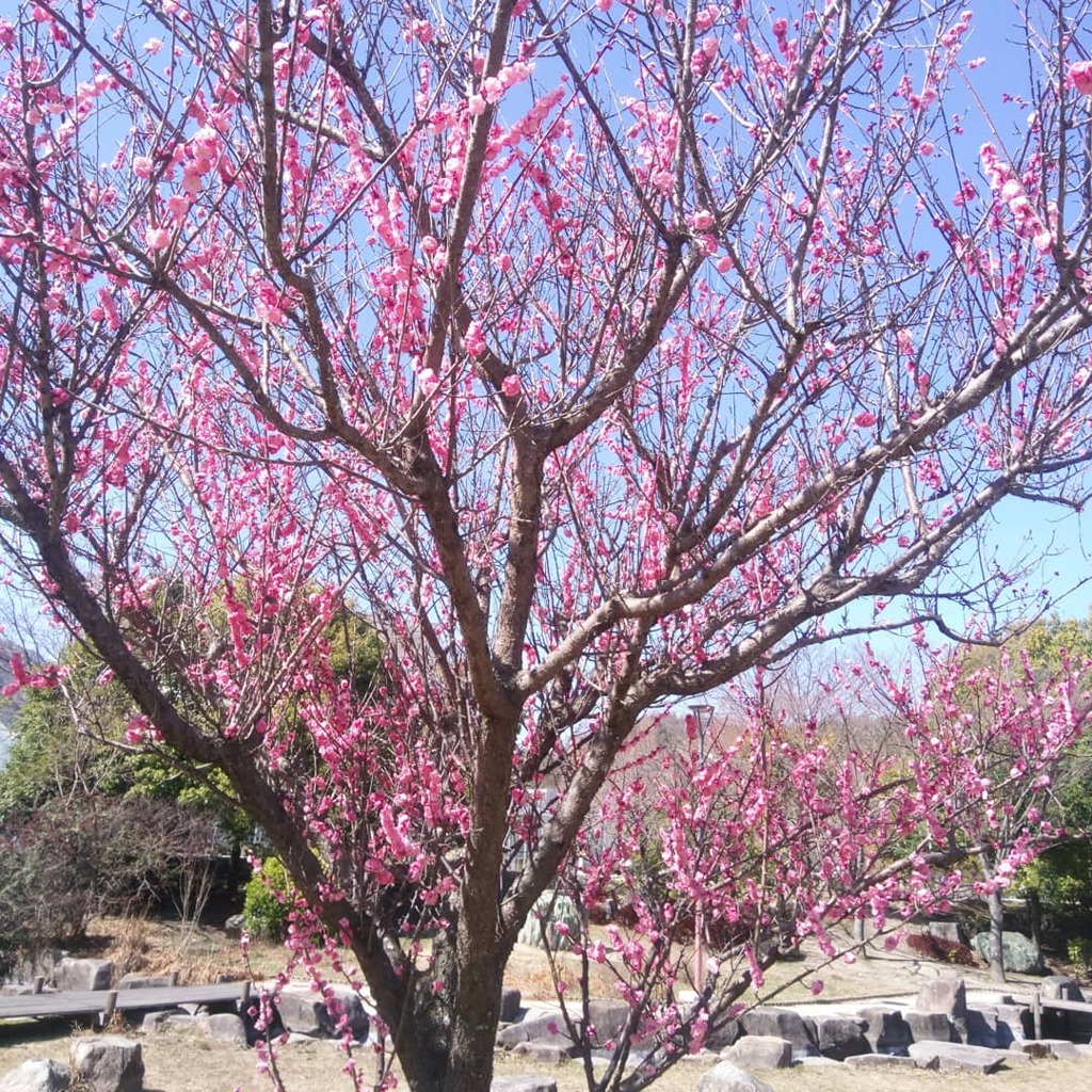 IMG_20210303_160658_648