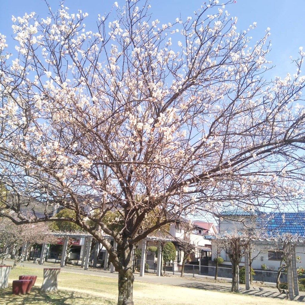 IMG_20210303_160659_018