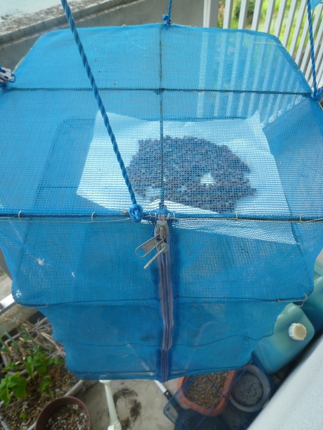 干し納豆　20200810