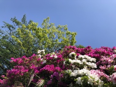 IMG_1615初夏の花
