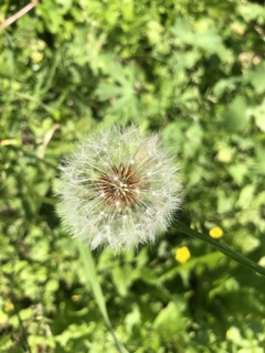 タンポポ