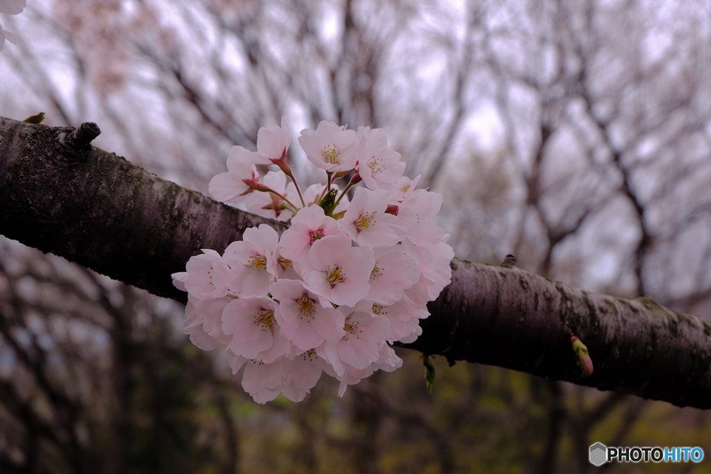 SAKURA-1