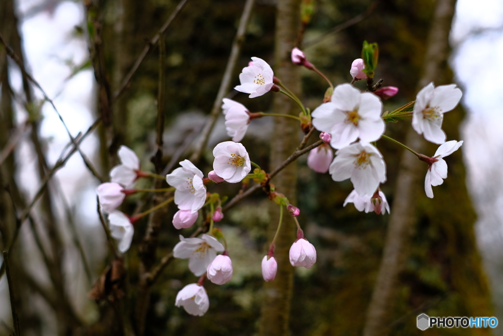 寒風の桜