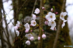 寒風の桜