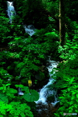 深い緑と連滝