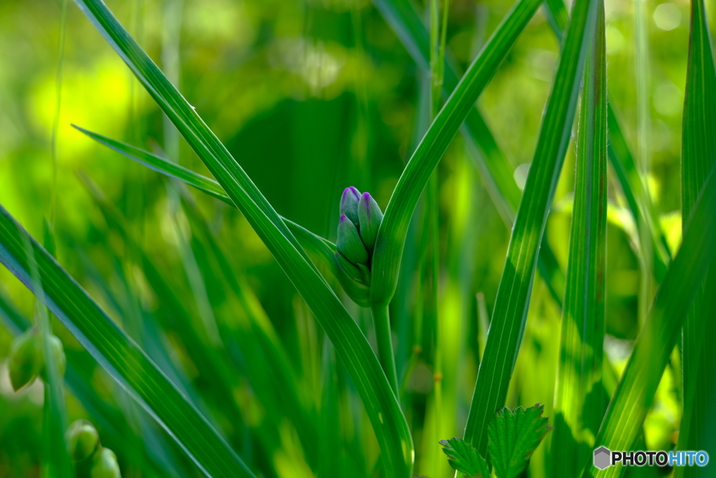 開花直前