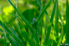開花直前