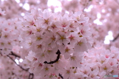 SAKURA-2