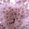 SAKURA-2