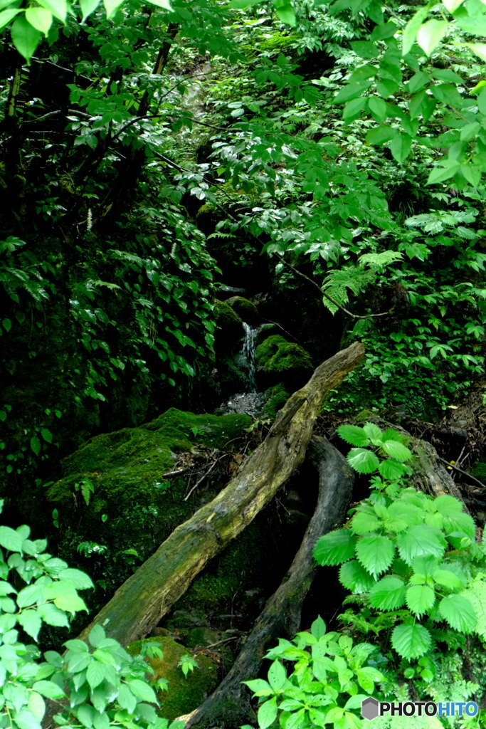 苔石と小滝