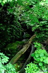苔石と小滝
