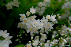 白の連花