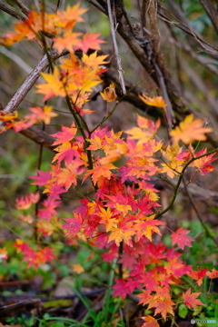 紅葉幼木-1