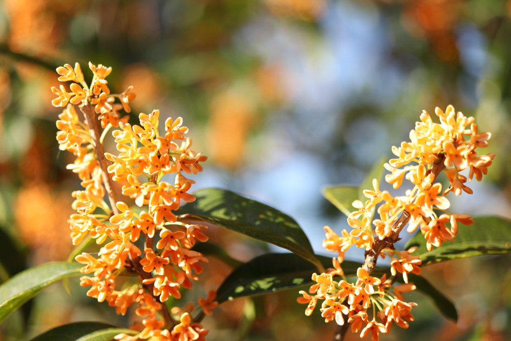 キンモクセイ 大好きです。