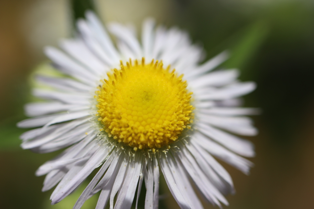 にらめっこしましょ♪