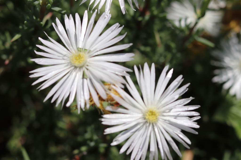 パッと光って咲いた～♪