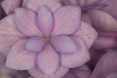 一輪の紫陽花