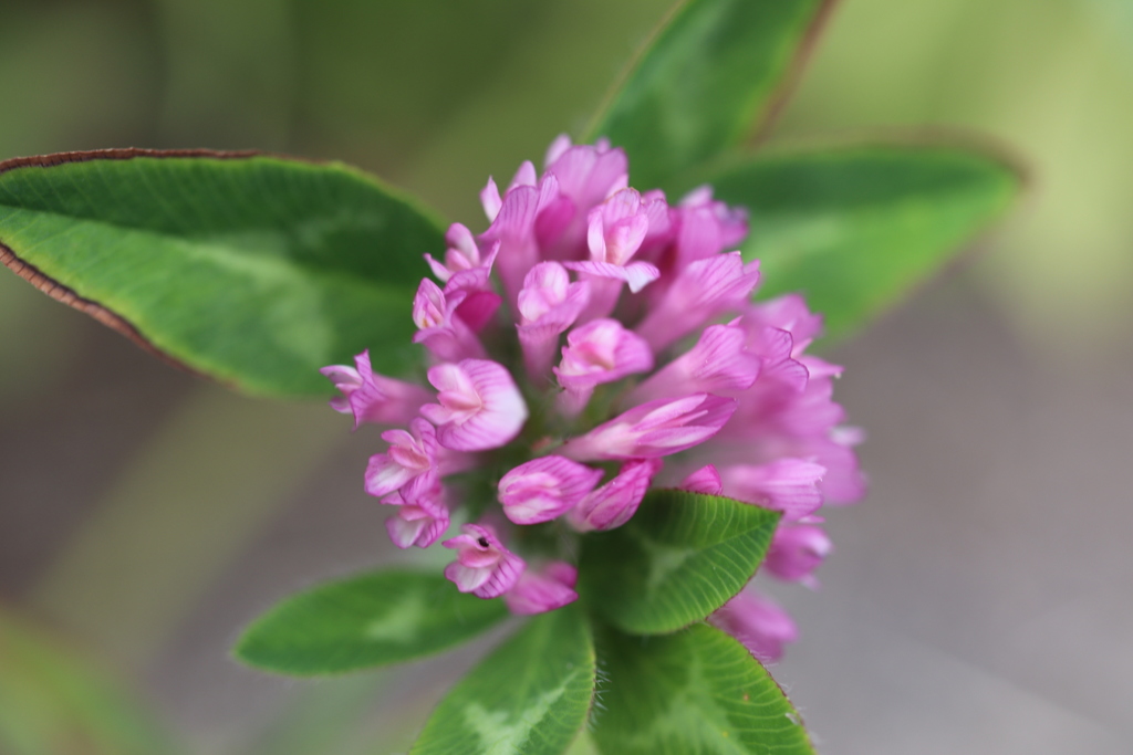 どっちが主役？