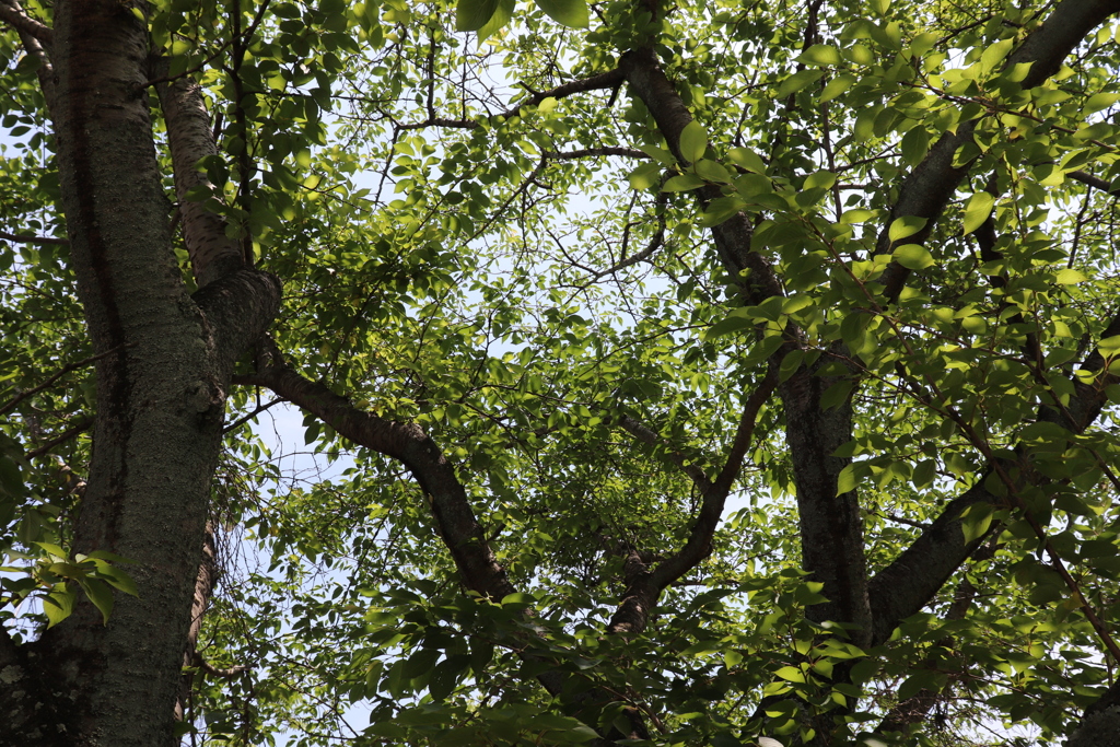 自然のカーテン