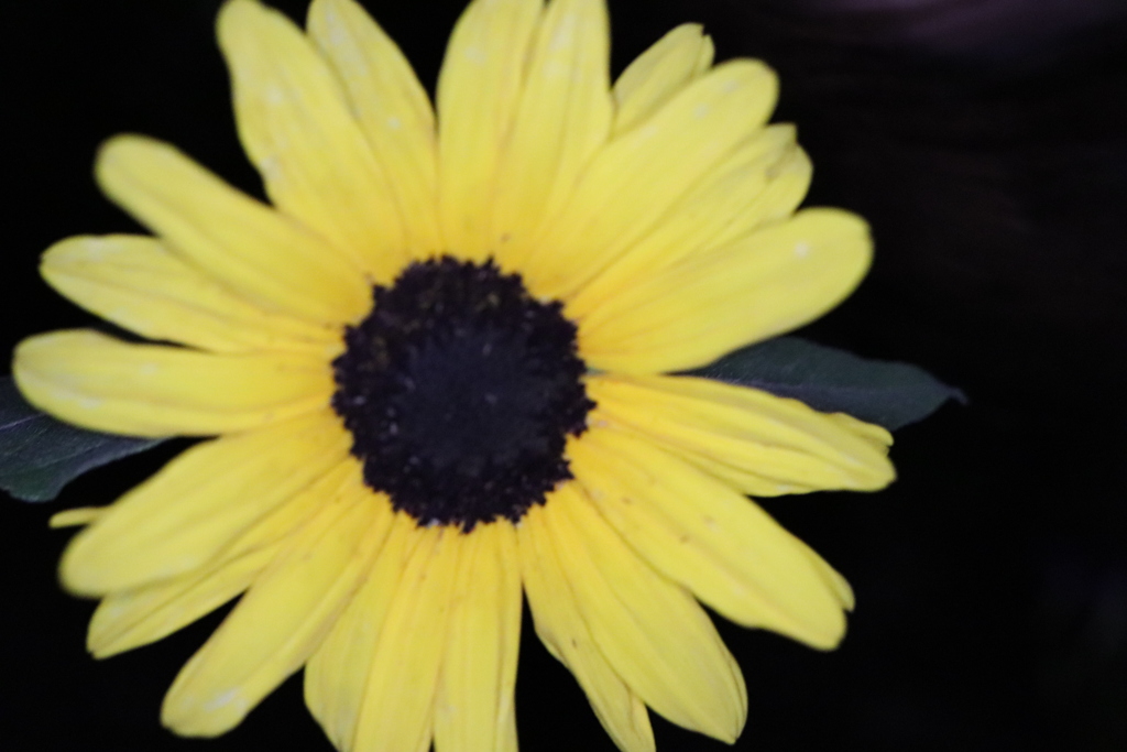 おやすみなさい