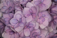 夜の紫陽花