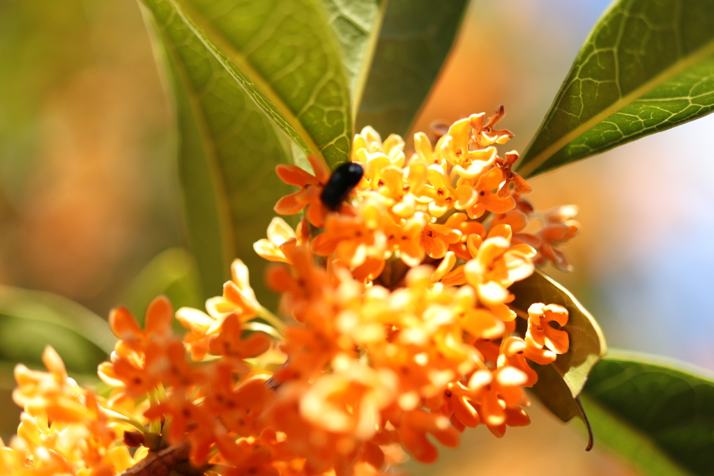 黒い点は虫です。