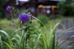 梅雨の時期の尾瀬