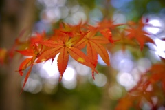 紅葉